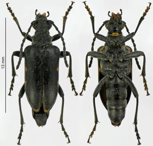 Brachyta interrogationis